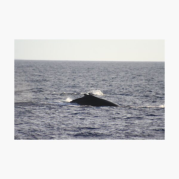 Item preview, Humpback Dorsal Hump designed and sold by Katie Grove-Velasquez.