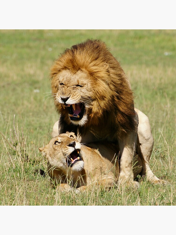 "panthera passion" by rogersmith