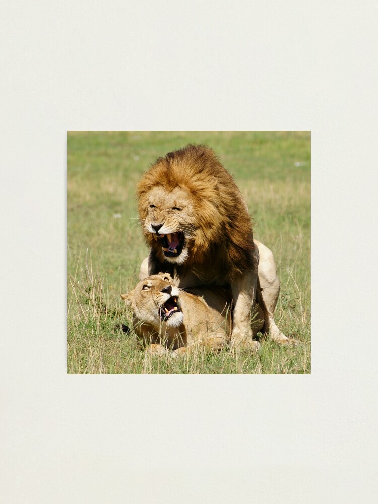Alternate view of "panthera passion" Photographic Print