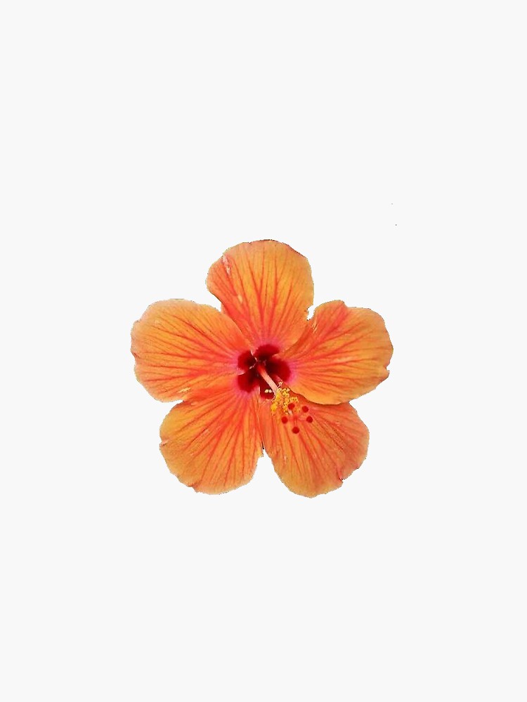 Bright Floral Teal and Orange Flowers Vinyl