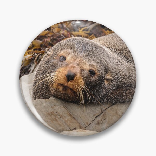 Item preview, Resting Seal designed and sold by Werner Padarin.