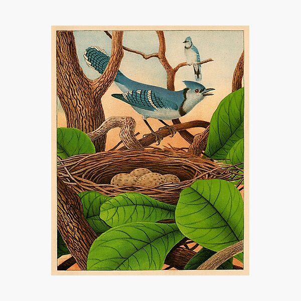 Item preview, Antique Bird Print Artwork / Blue Jay designed and sold by FuzzyHoney.