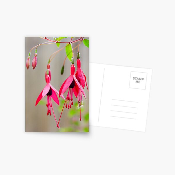 Item preview,  pink fuschia designed and sold by Cheryl Ribeiro.