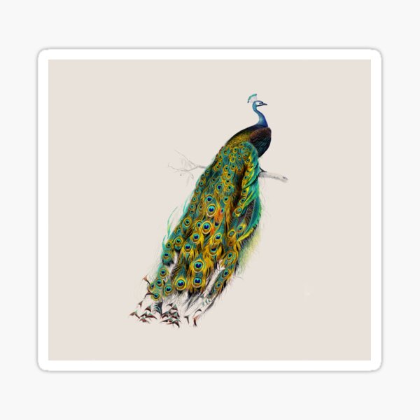 Item preview, Antique Peacock Illustration designed and sold by FuzzyHoney.