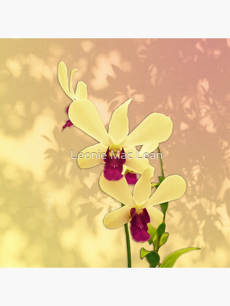 Purple Exotic Orchid with Shadows by yallmia