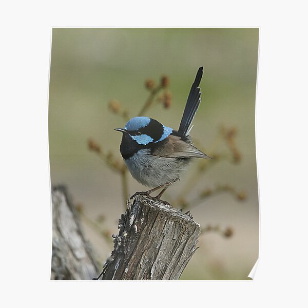 Superb Blue Fairy Wren (male)8568 Poster