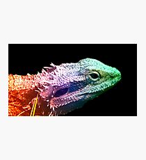 Bearded Dragon - Rainbow Dragon Photographic Print