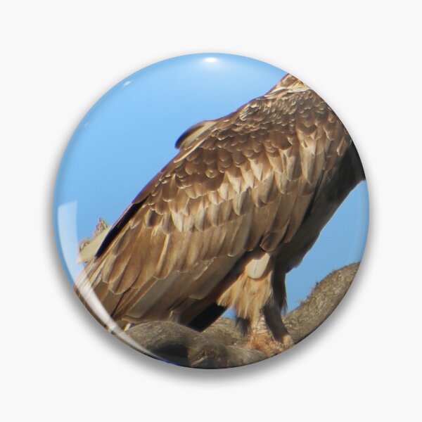 Artikelvorschau, jugendlicher Weißbauch-Seeadler entworfen und verkauft von Gaylene Norton.