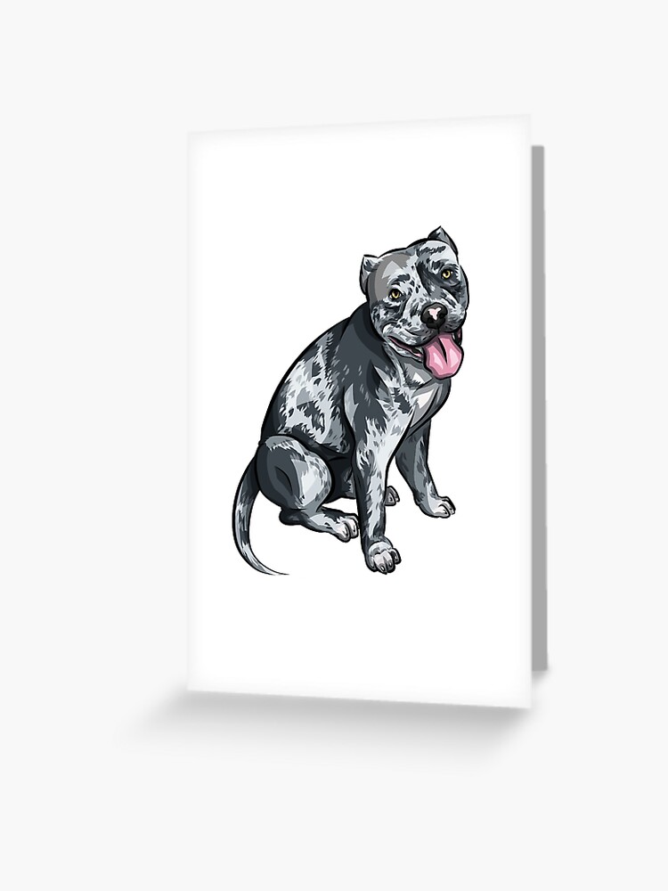 american bully merle american bully merle