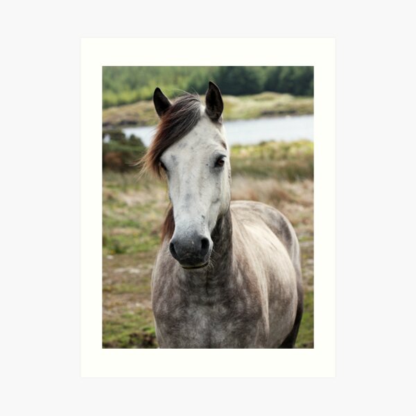 Connemara Pony Art Print
