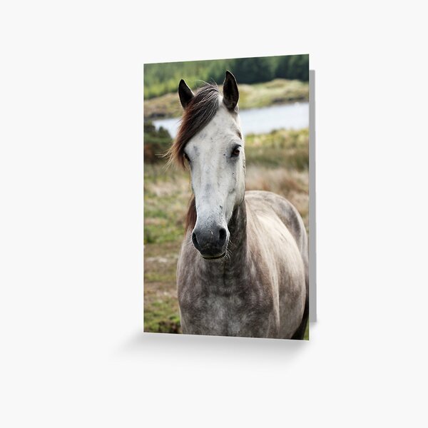 Connemara Pony Greeting Card