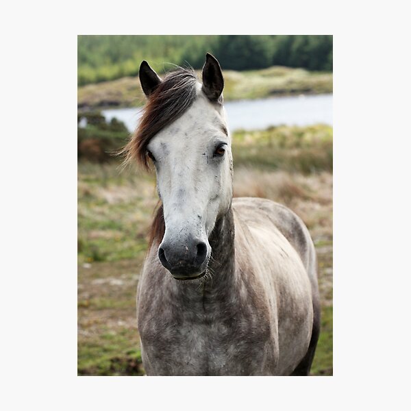 Connemara Pony Photographic Print