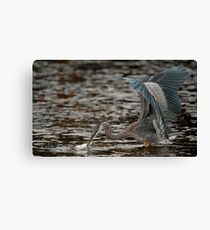 Blue Heron Canvas Print