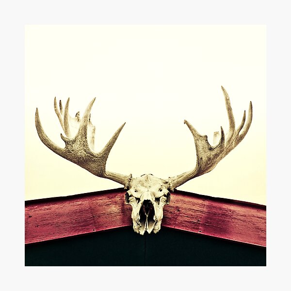 Item preview, moose trophy designed and sold by Priska Wettstein.