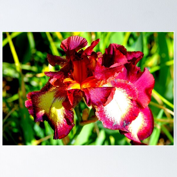 Item preview, beautiful iris designed and sold by supergold.
