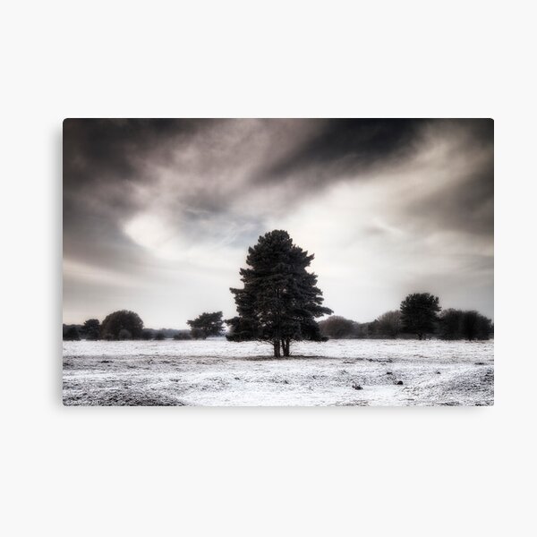 Winter in Elveden Canvas Print