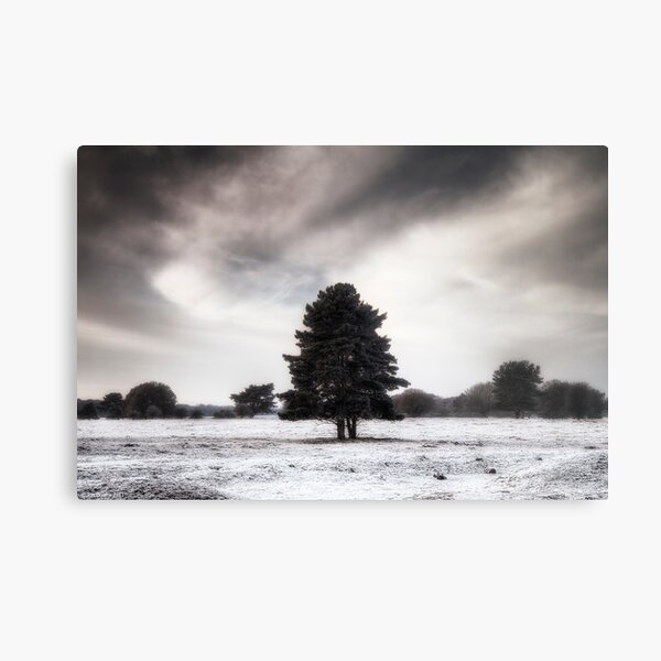 Winter in Elveden Metal Print