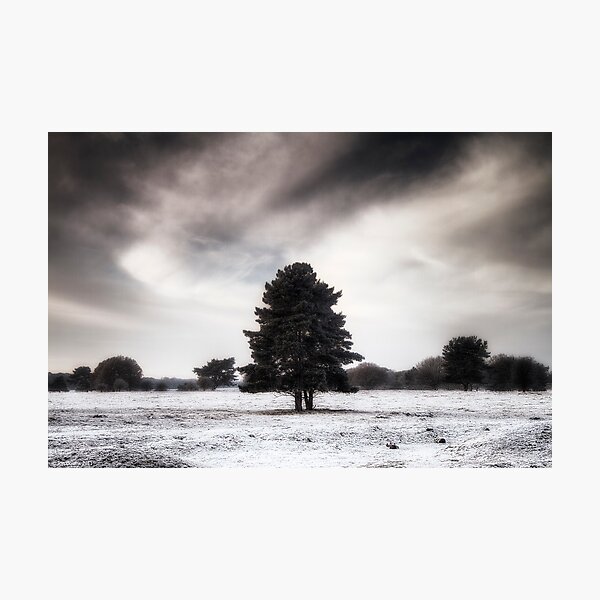 Winter in Elveden Photographic Print