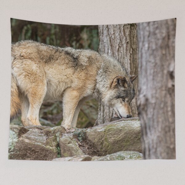 Item preview, Eastern Gray Wolf designed and sold by Michael Cummings.