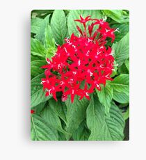 Red Flowers Canvas Print