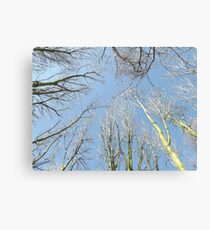Looking Up Through Tree Tops Canvas Print