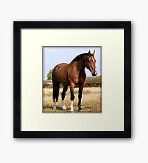 Bay Gelding Framed Print