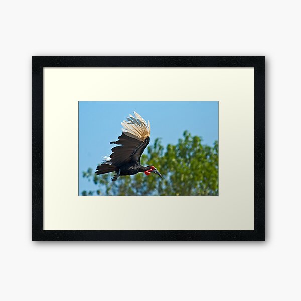 Southern Ground Hornbill on flight Framed Art Print