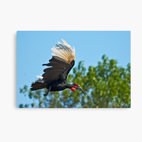 Southern Ground Hornbill on flight Canvas Print