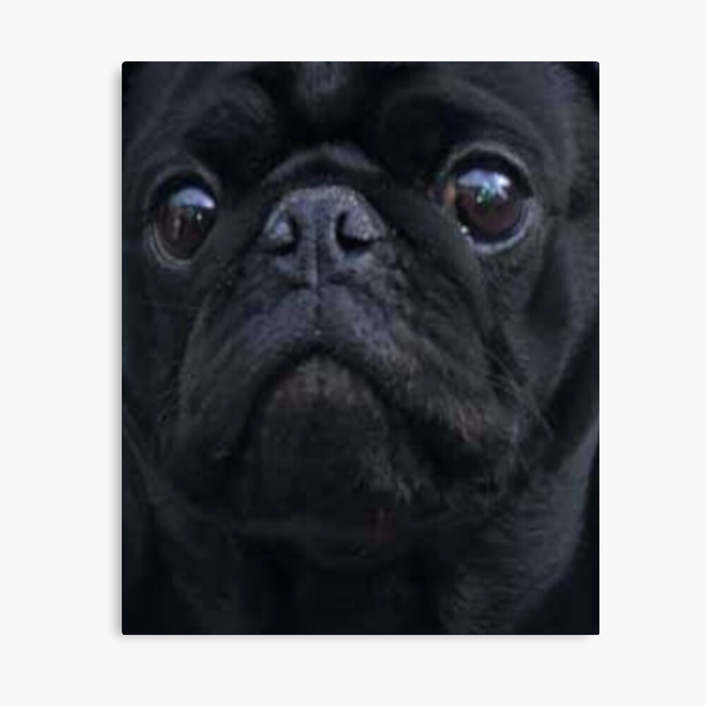 black pug merchandise
