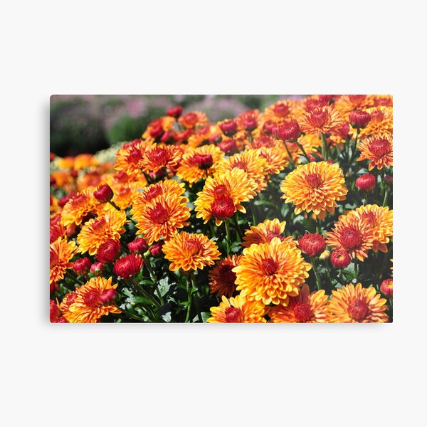 Mums Metal Print