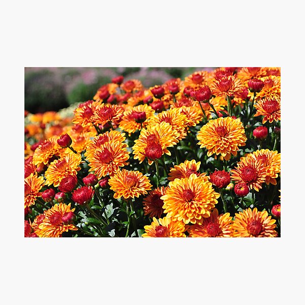 Mums Photographic Print