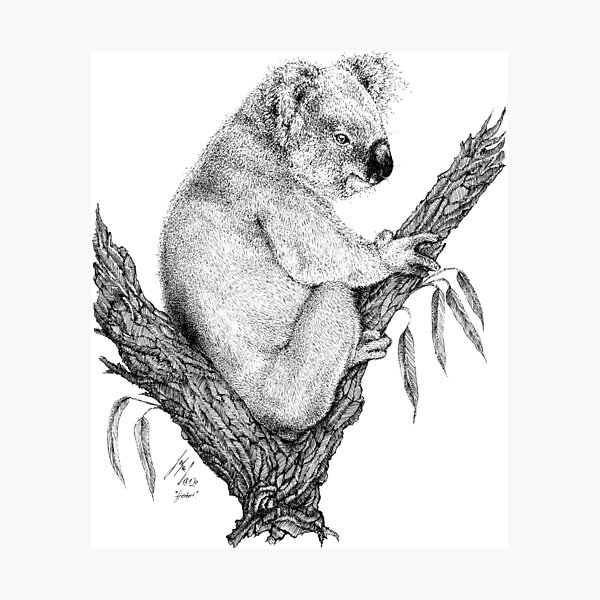 Happy koala bear sitting in eucalyptus tree black and white Photographic Print