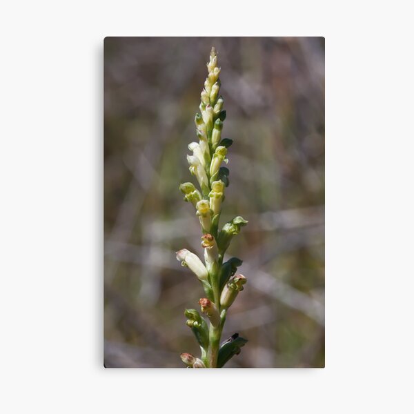 Item preview, Boorhaman Onion Orchid - Microtis species designed and sold by Paul Piko.