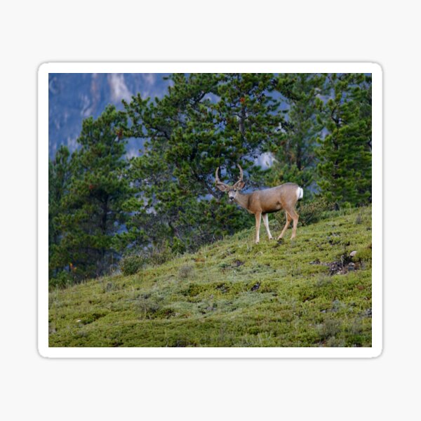 Mule Deer Buck Geschenke Merchandise Redbubble