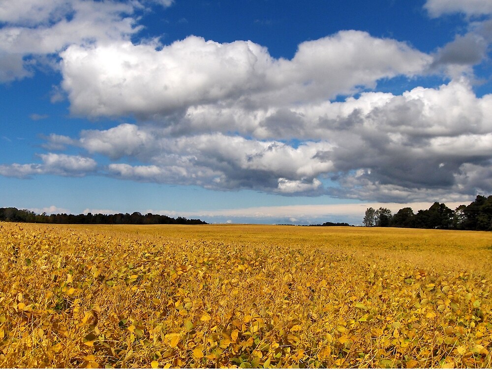 where-earth-meets-sky-by-kathilee-redbubble