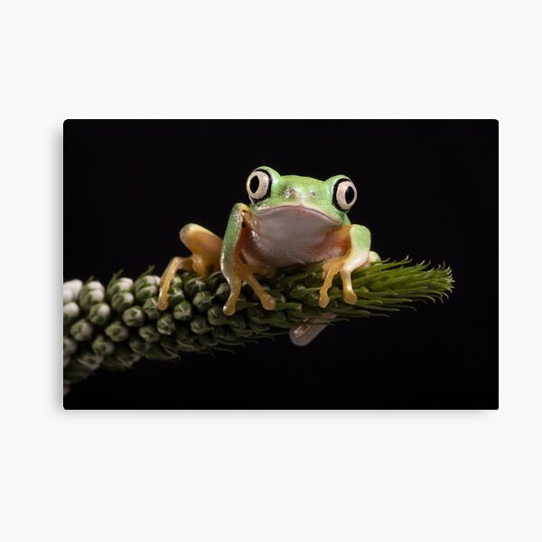 Lemur leaf frog 2 Canvas Print