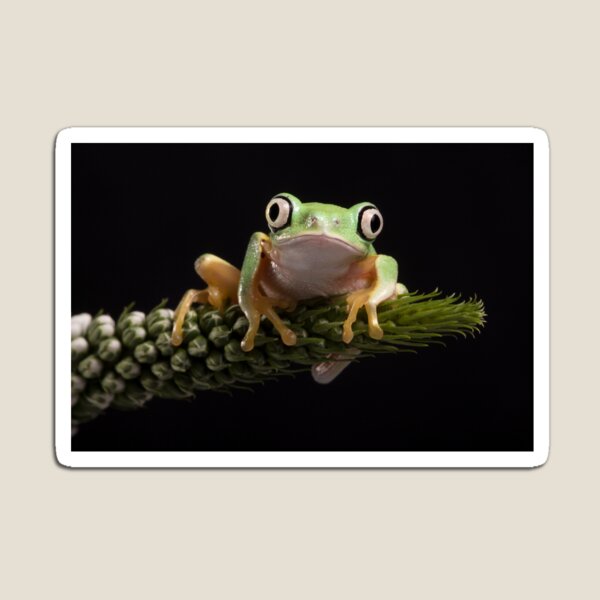 Lemur leaf frog 2 Magnet