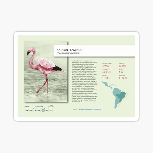 Flamingo Poster Sticker