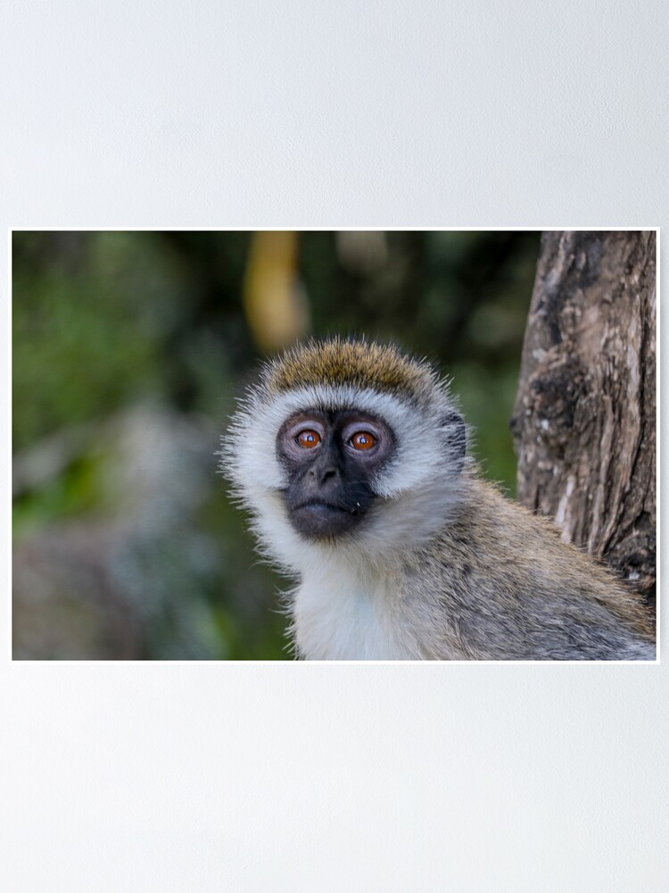 Thumbnail 1 of 3, Poster, Monkey Face designed and sold by polytyc.