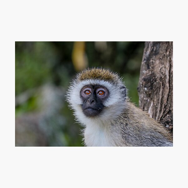 Item preview, Monkey Face designed and sold by polytyc.