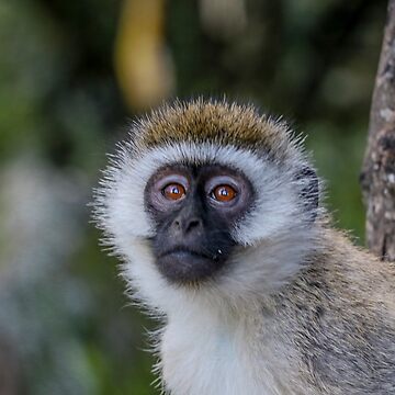 Artwork thumbnail, Monkey Face by polytyc