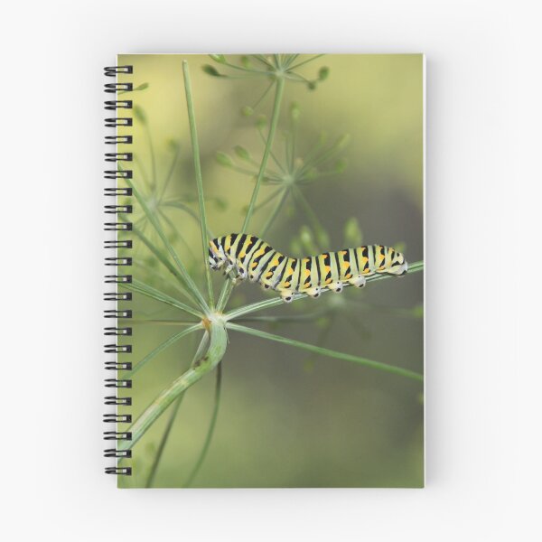 Item preview, Black Swallowtail Caterpillar designed and sold by Marija.