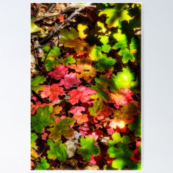 Item preview, Autumn Rainbow  designed and sold by Saija  Lehtonen.