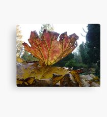 Red Giant Autumn Leave Canvas Print