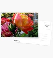 Rose of Many Colors Postcards