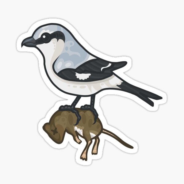 Northern Shrike Sticker