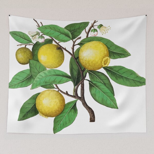 Item preview, Lemon Citrus Limon by Anselmus Boëtius de Boodt designed and sold by digitalvintage.