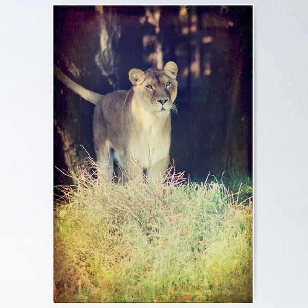 Item preview, The Female designed and sold by Laurie Search Fine Art Photography.
