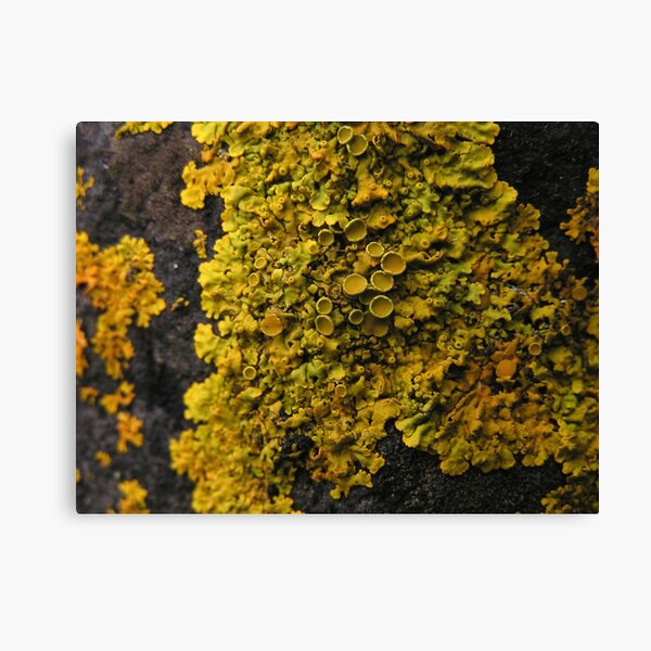 Item preview, Lichen in Abundance designed and sold by Kat Simmons.