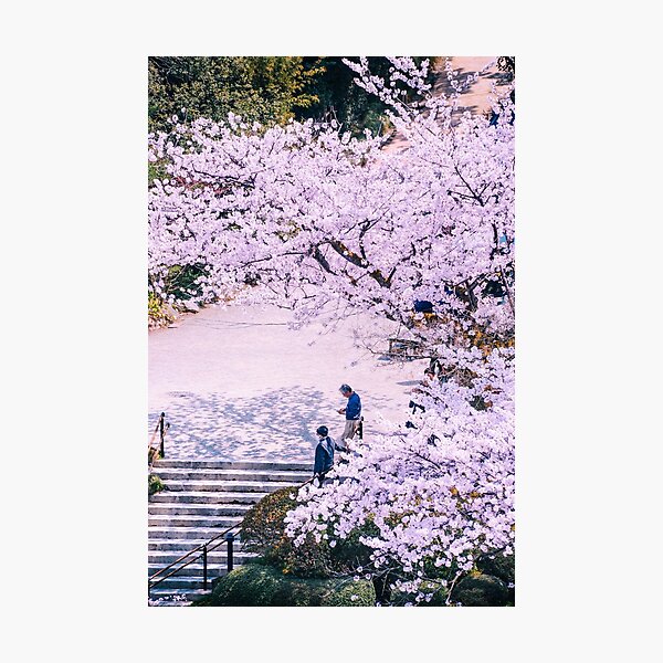 Japan - Stairs under Sakura Photographic Print